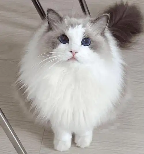 养猫小技巧,布偶猫的优缺点及饲养建议