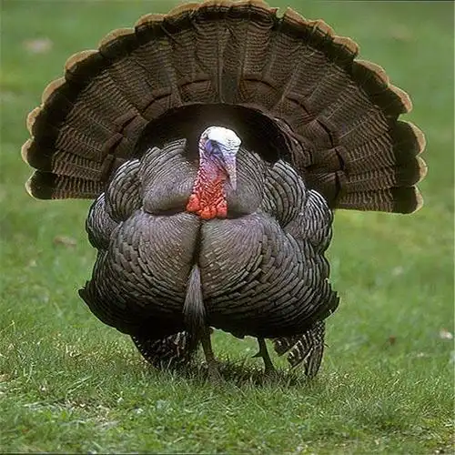 蒂娜火鸡养殖 贝蒂娜火鸡苗 高存活脱温火鸡苗 销售厂家 火鸡苗养殖