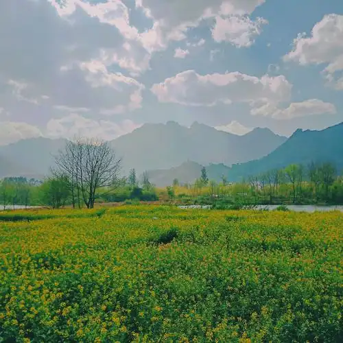 想带你去看真美的风景看最真实的田园午后油菜田的温柔