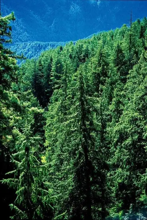 中国最美的十大森林美得让人着迷你去过几个了呢