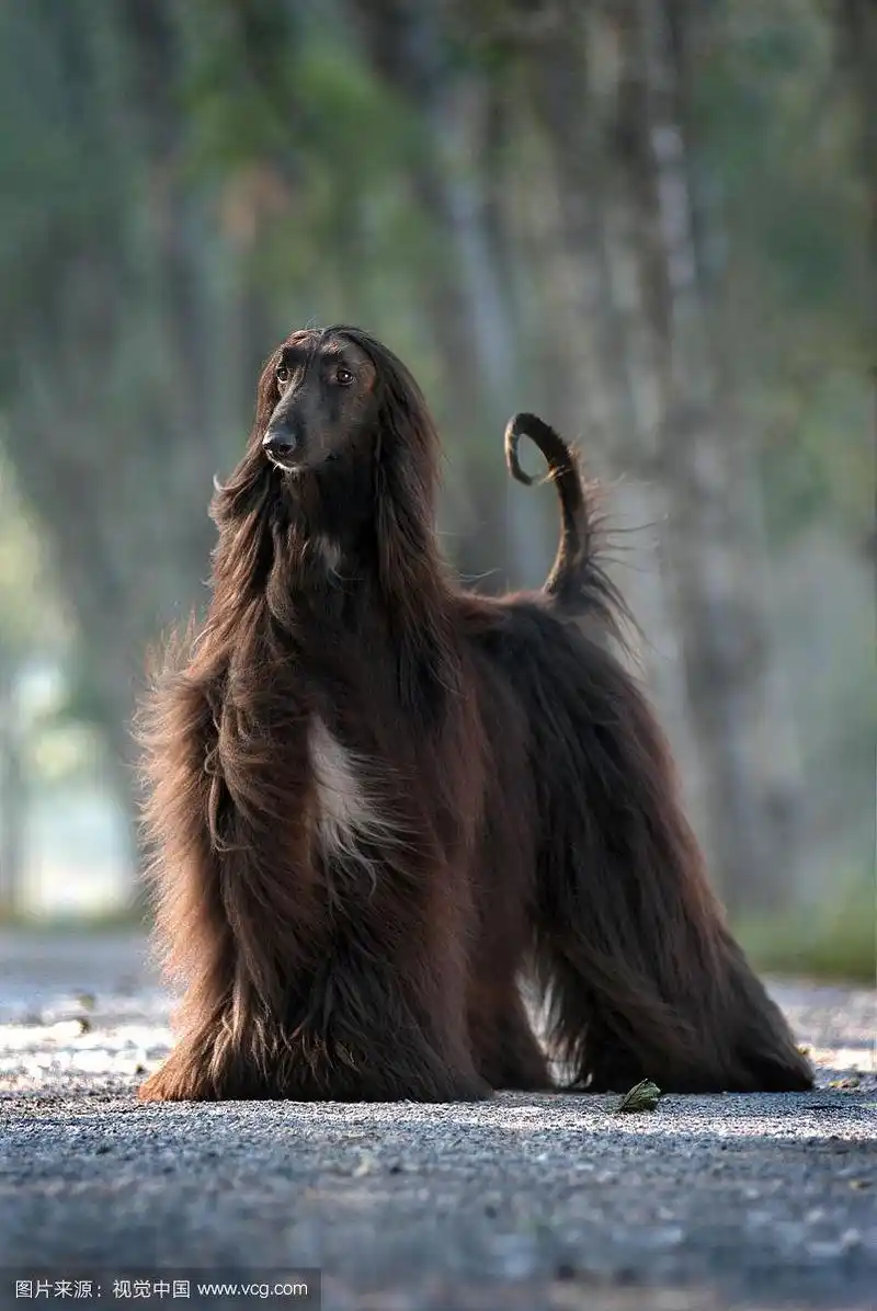 阿富汗猎犬