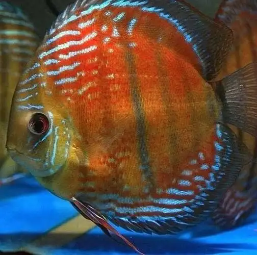 亚马逊七彩神仙鱼野彩黑格尔阿联全蓝宝莲灯活体德彩鱼