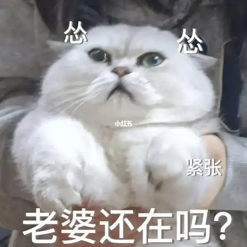 猫咪表情包老婆还在吗怎么还不回我