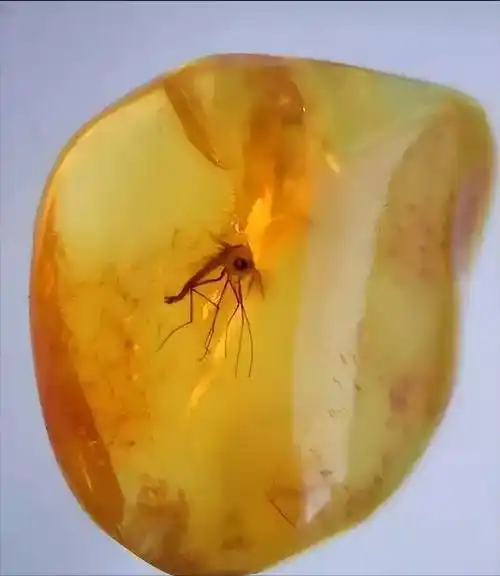 《侏罗纪世界2》包裹上亿年前蚊子的琥珀,究竟是怎样形成的?