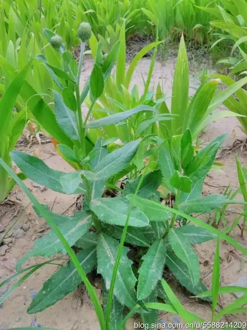 最全的农村野草大全,不记得的进来看看