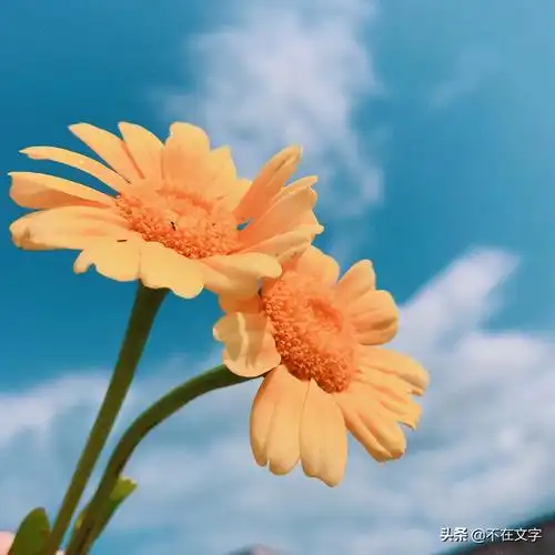 充满朝气的朋友圈说说,阳光积极,醍醐灌顶