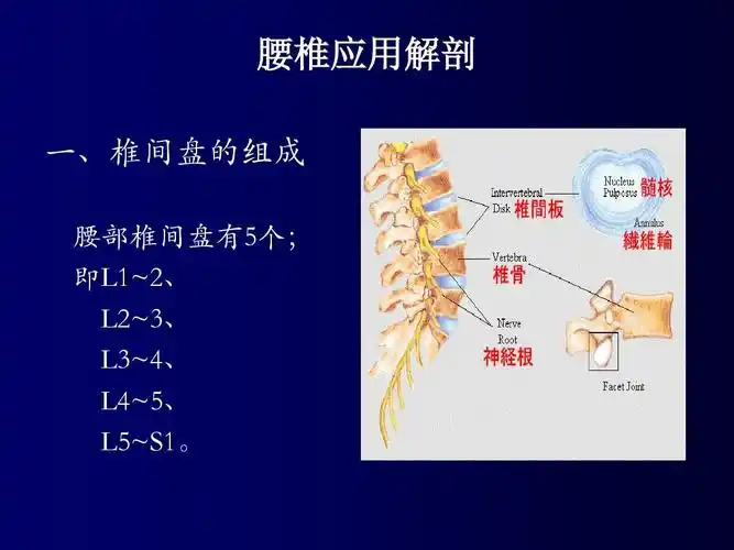 潍坊尊一整骨 腰椎应用解剖 一,椎间盘的组成 腰部椎间盘有5个; 即l1