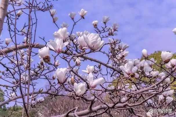 明明花朵很美为啥手机拍照不美照片不好看的原因找到了