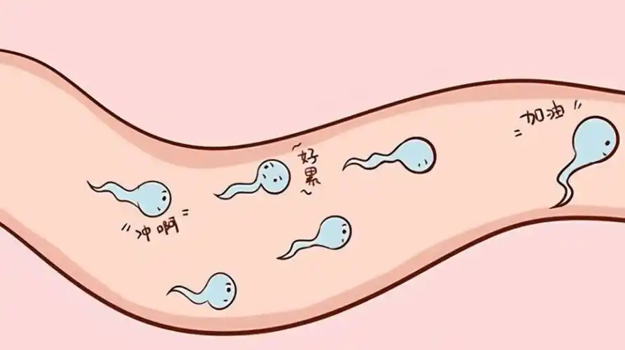 淘汰精子的归宿首先,被淘汰的精子可能会被分泌物从女性生殖系统中