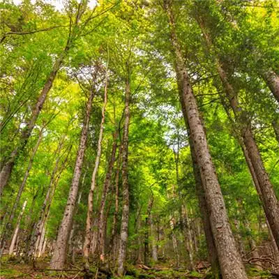 绿色树林树叶风景头像茂密的树林感觉太美好了