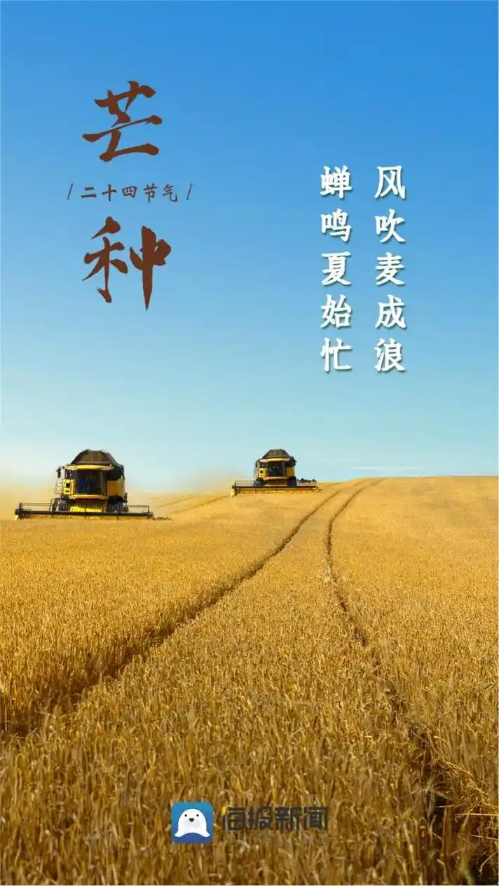 海报图品|芒种至,仲夏始