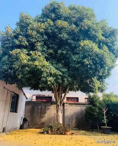 要想院子别具一格,就栽"金玉满堂"这4种树,邻居都夸你有品位