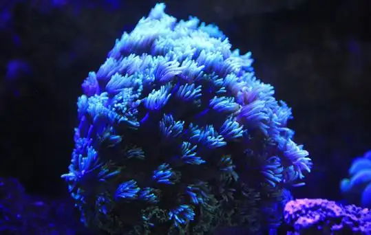 珊瑚虫海洋中的建筑师