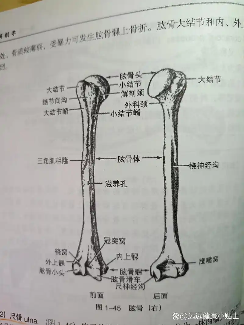 上端有肱骨头,解剖颈,外科颈,大结节,小结节,大结节嵴,小结节嵴,结节