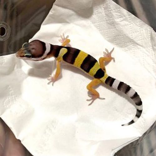 豹纹守宫入门级爬宠人工繁殖温顺可爱懒人宠物雪花柠檬霜萝卜银河(苗)