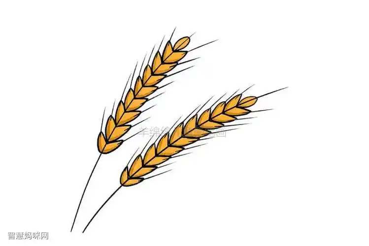 幼儿简笔画小麦