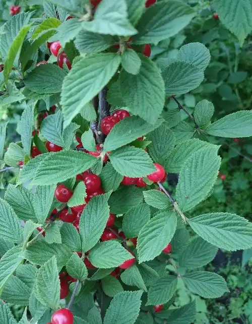 东北小樱桃的故事