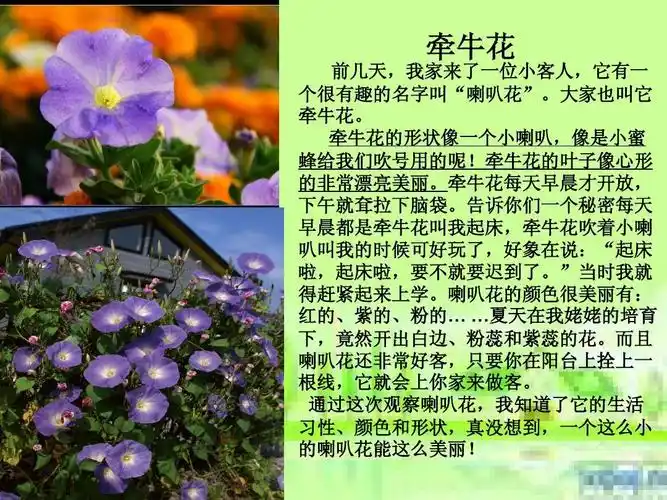 小学教育 小学作文 北师大版四年级下册写"花"作文课件ppt 牵牛花 前