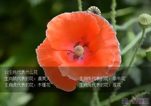 12生肖代表什么花?