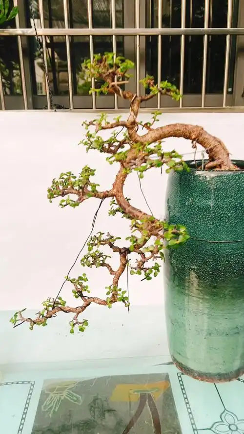 造型老桩金枝玉叶,雅乐之舞