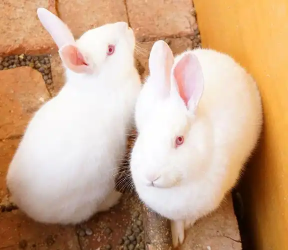 小白兔图片-小白兔图片大全-小白兔图片素材