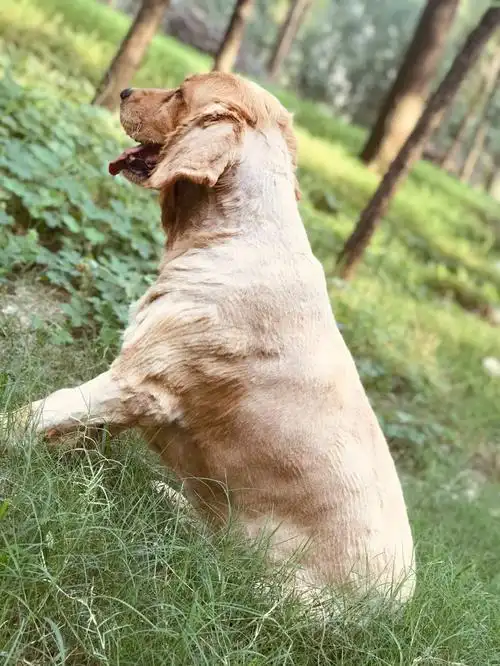 论发行的重要性剃完毛的金毛