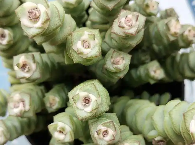 3种"金钱花",清新可爱,喜庆又吉祥,寓意财源滚滚来!