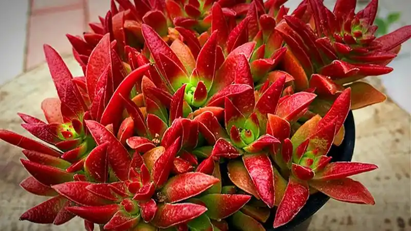 多肉中的红二代红叶祭