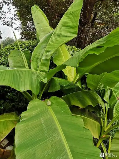 摄影:芭蕉树的美