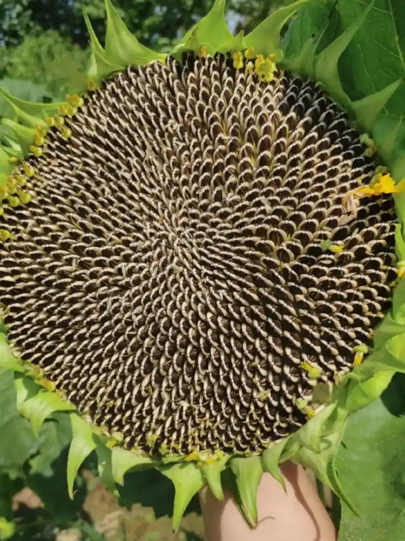 抖音图文来了 朋友给的,成熟的向日葵,好多瓜子呢!#葵花籽