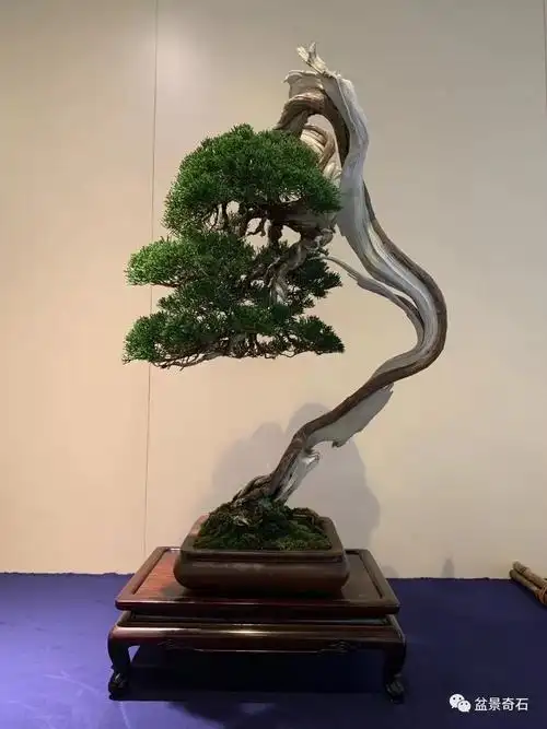 视觉盛宴日本第94届国风盆栽展