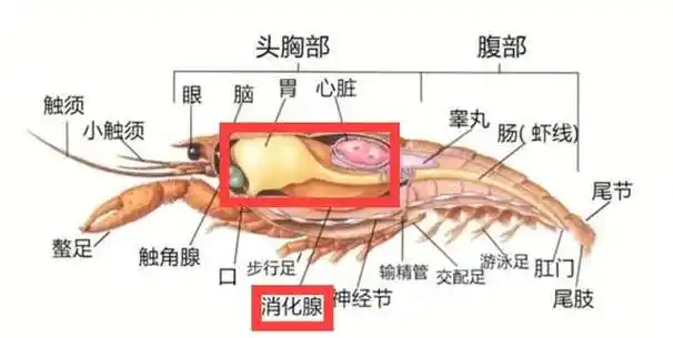 小龙虾的心脏在哪里-小龙虾心脏位置介绍-艾特星座网