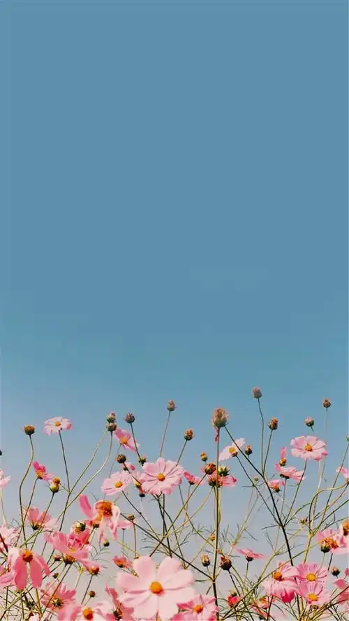 首页 手机壁纸 植物 小清新唯美花卉高清手机壁纸1080_1920竖版 竖屏