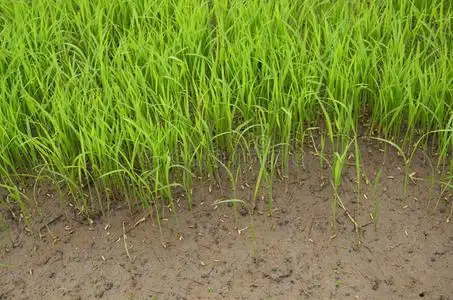 水稻秧苗和泥泞的土壤照片