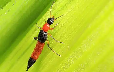 被虫子咬了一口男子全身瘙痒还休克了 夏天小心毒虫!