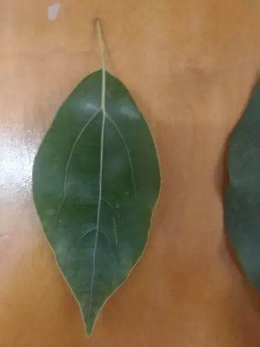 哪个是香樟树叶,急