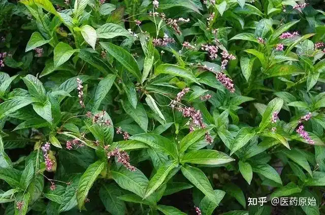 带你识别蓼大青叶 - 知乎