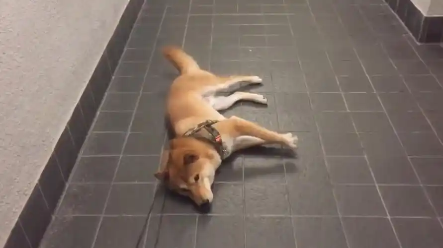 狗狗不愿随主人出门散步就地躺下耍赖镜头拍下搞笑一幕