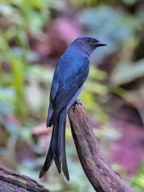 橙红色的虹膜,银灰色的羽毛,最喜欢细长的卷尾啦.