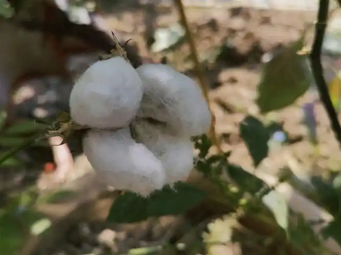 婆婆在北京的花盆里种出了优质棉花做棉被