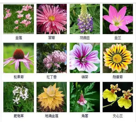 花友们都想拥有的432种常见花名大全可以自己打造一个花园