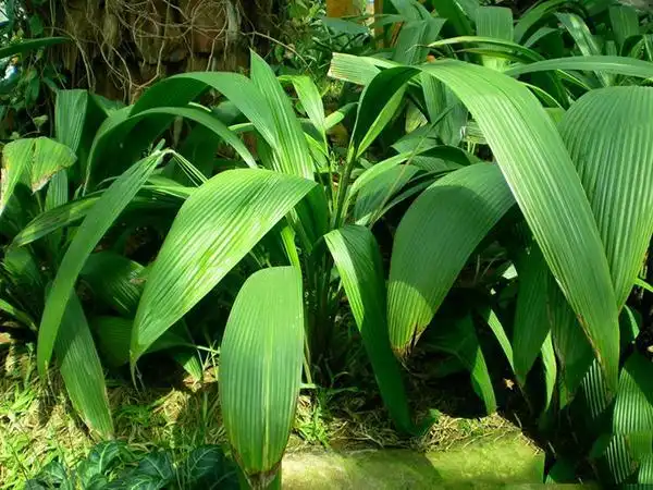 蟠龙草(《生草药性备要》),风苔草,冷饭草(《质问本草》),小地棕根