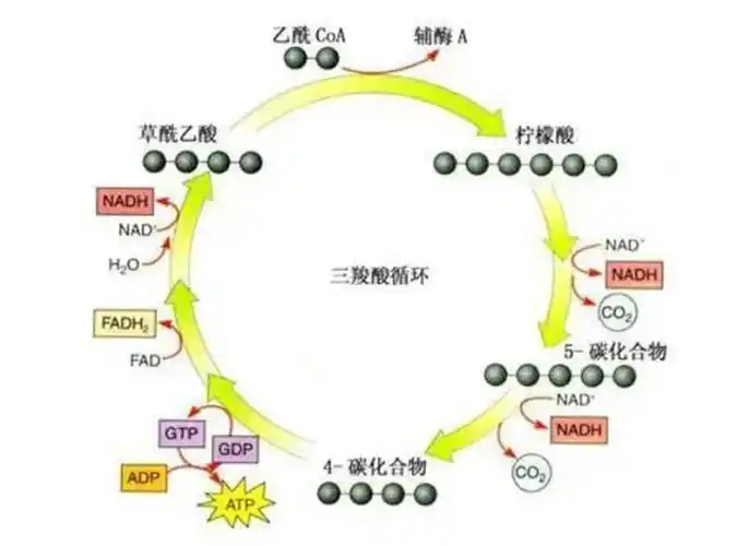 三羧酸循环