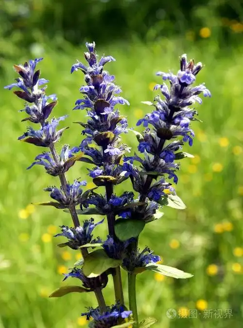 夏枯草植物开花