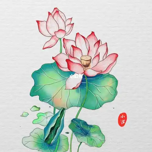 一步一步教画荷花国画荷花的画法步骤视频初学者