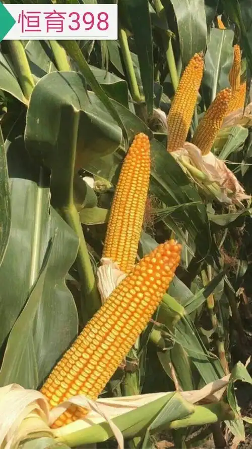 恒育398——您玉米丰收的不二选择!
