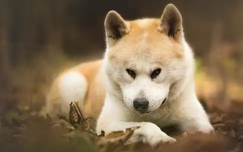 原创原谅以下五种会咬人的狗狗吧前三种是爱你后两种不是故意的