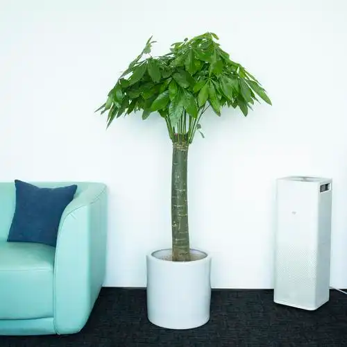 发财树盆栽单杆大树桩家居办公室吉祥招财植物乔迁大型绿植