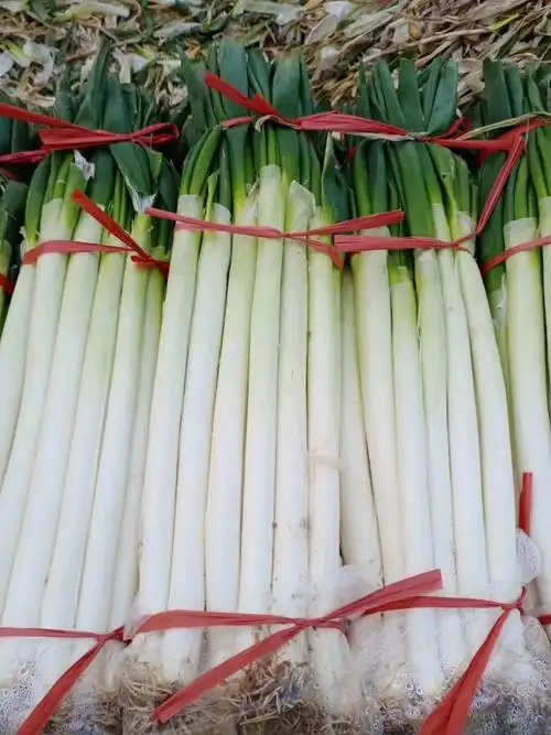 山东费县薛庄镇城阳村,大葱加工厂,40公分以上,2.