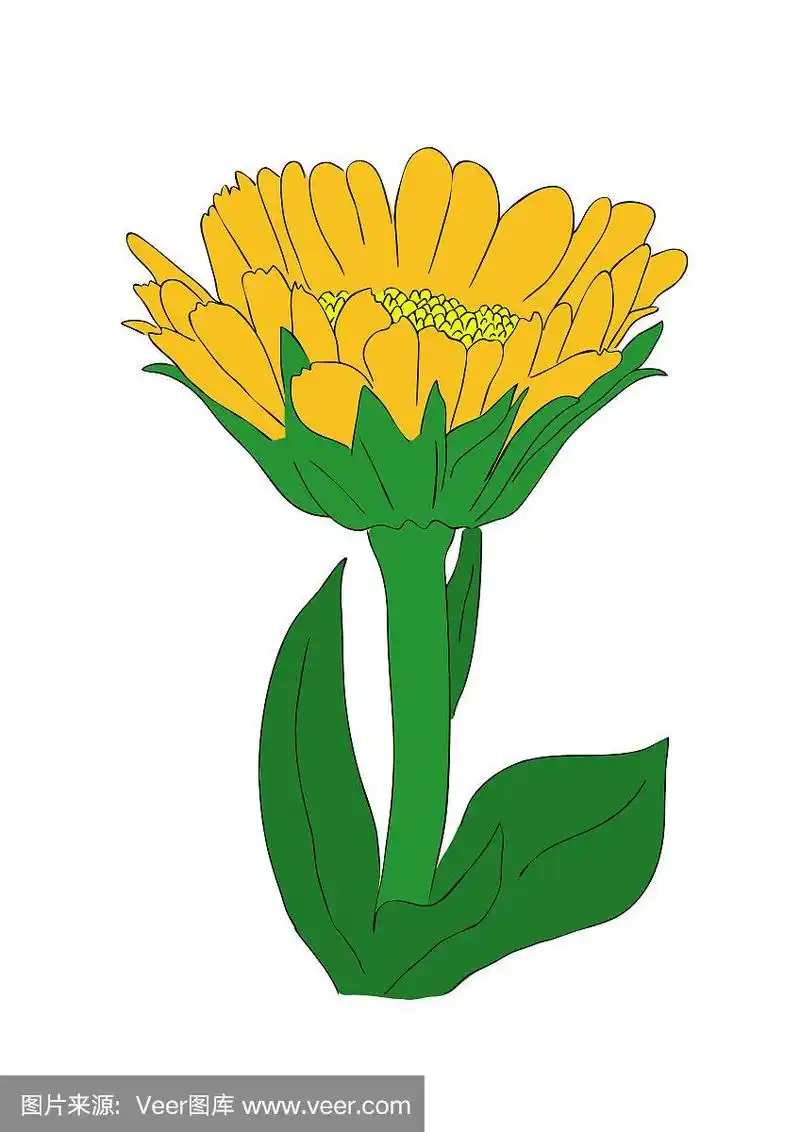 万寿菊的矢量插图